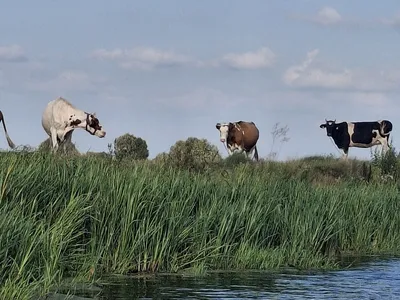 Polski Styks czyli Narew i pewien most...