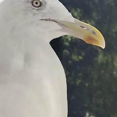 Profile picture for user Julian Mewa