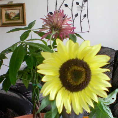 Profile picture for user Danuta Charlassier