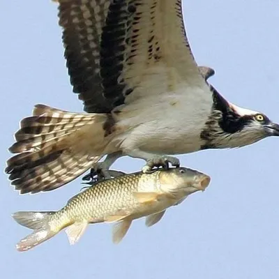 Profile picture for user TomUSAAplus