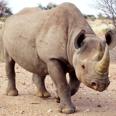 Profile picture for user RinoCeronte