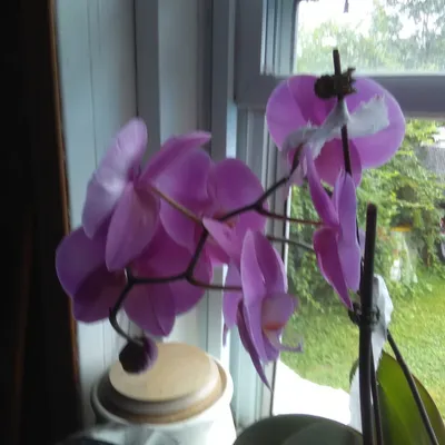 Profile picture for user Li