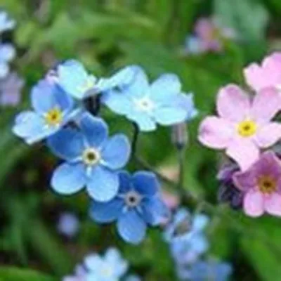 Profile picture for user ir_onia