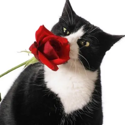 Profile picture for user firstredline