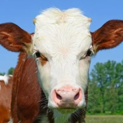 Profile picture for user krowa