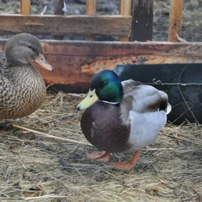 Profile picture for user iwjanek