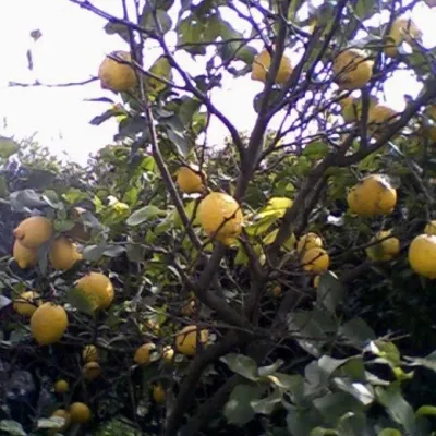 Profile picture for user minimax