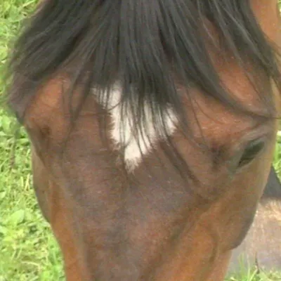 Profile picture for user eLJot