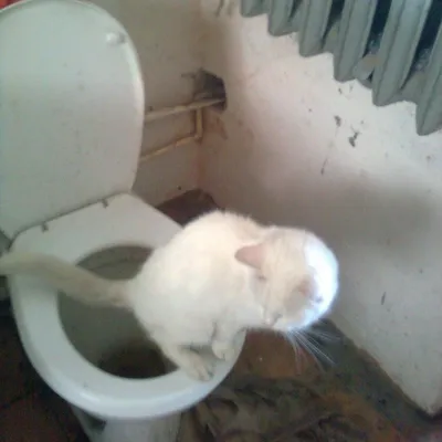 Profile picture for user tylkoja