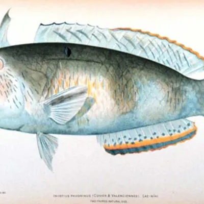 Profile picture for user macho