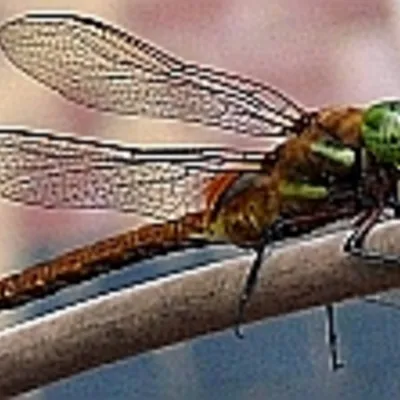 Profile picture for user potok