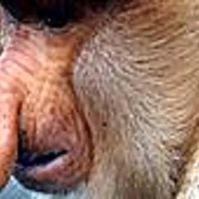 Profile picture for user Lektor