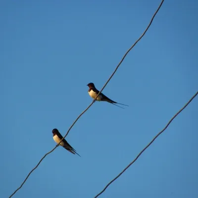 Profile picture for user Celarent