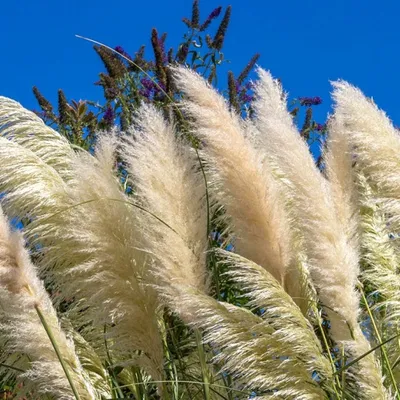 Profile picture for user trawa