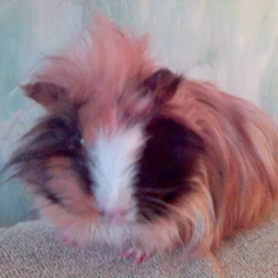 Profile picture for user henk221