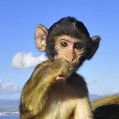 Profile picture for user Siukum Balala