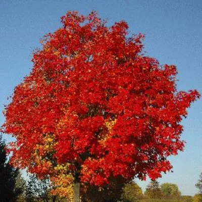 Profile picture for user Adam66