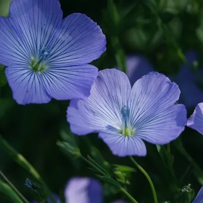 Profile picture for user Edeldreda z Ely