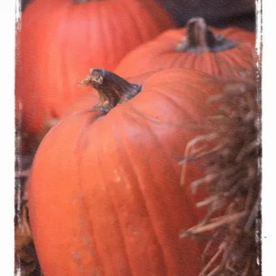 Profile picture for user aoidos