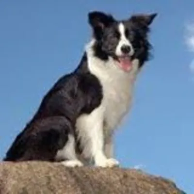 Profile picture for user OLI