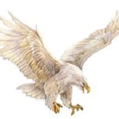 Profile picture for user piastzezpomorza