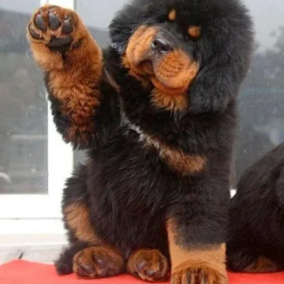 Profile picture for user Mastiff