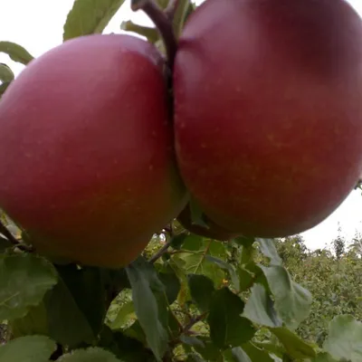 Profile picture for user Szmaragdowa