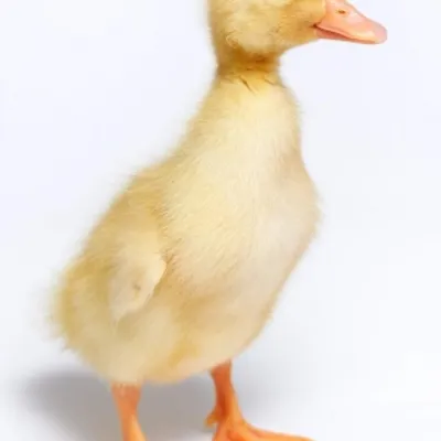 Profile picture for user danuta