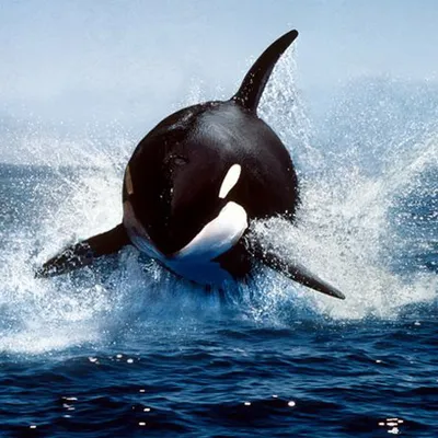 Profile picture for user Canuck