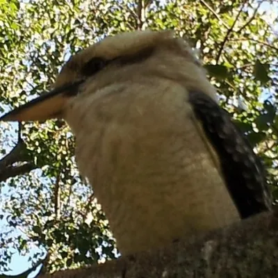 Profile picture for user Anka Murano