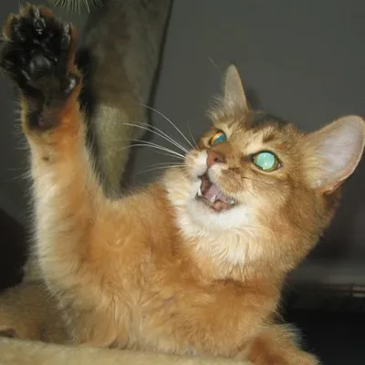 Profile picture for user Zag