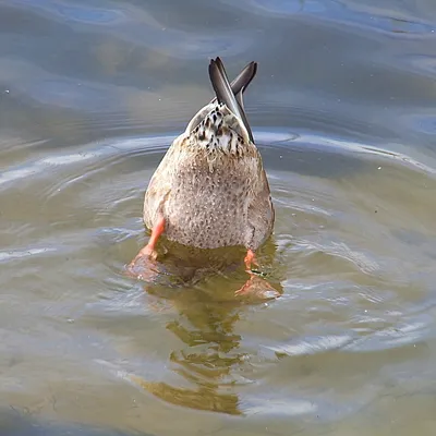 Profile picture for user KaczyKuper