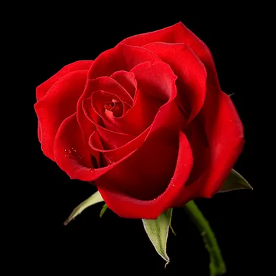 Profile picture for user kassandra